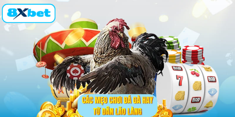 Các mẹo chơi đá gà hay từ dân lão làng