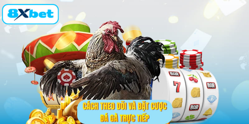 Cách theo dõi và đặt cược đá gà trực tiếp