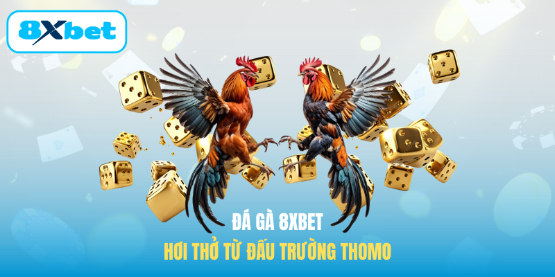 Đá gà 8XBET - Hơi thở từ đấu trường Thomo
