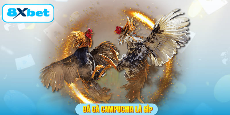 Đá gà campuchia là gì?