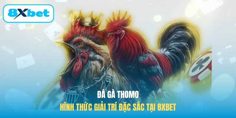 Đá gà Thomo hình thức giải trí đặc sắc tại 8XBET