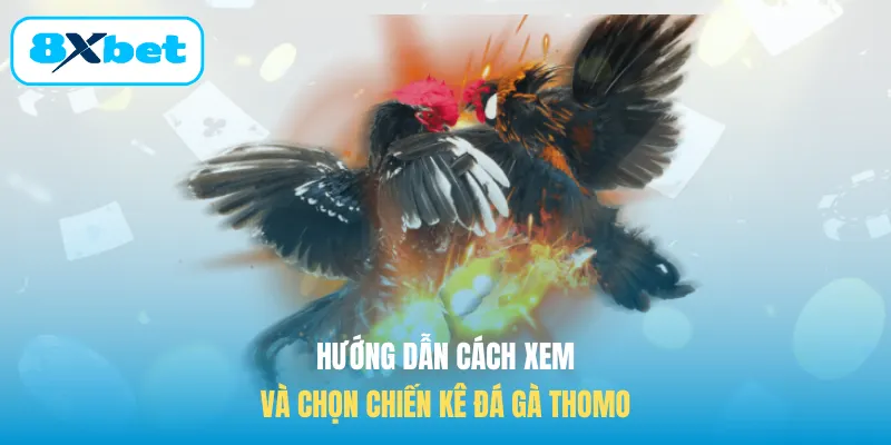 Hướng dẫn cách xem và chọn chiến kê đá gà Thomo