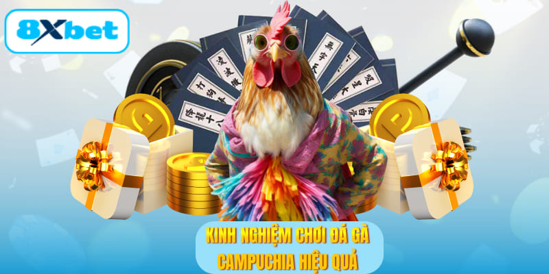 Chia sẻ kinh nghiệm thực tế khi chơi đá gà Campuchia