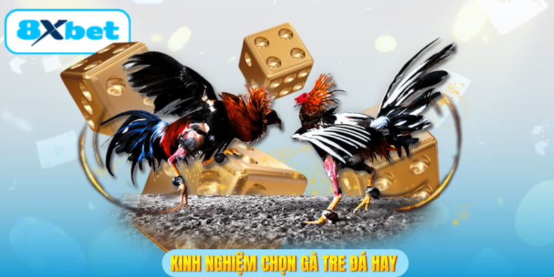 Kinh nghiệm chọn gà tre đá hay