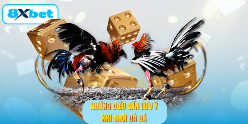 Chú ý một số nội dung khi chọi gà