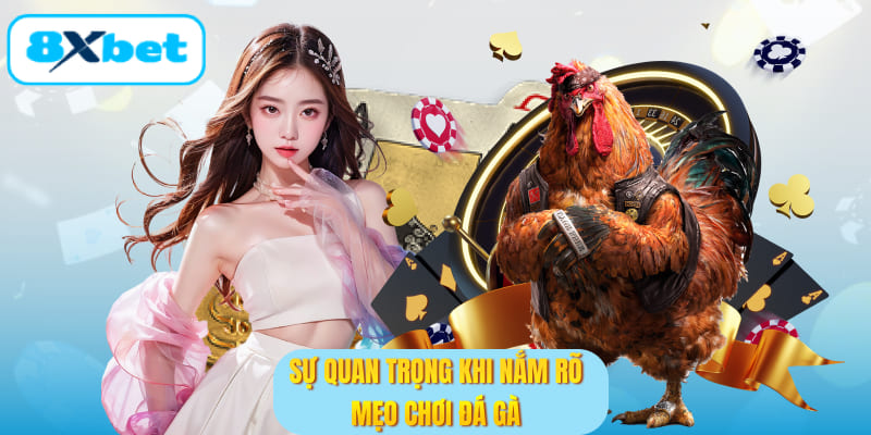 Sự quan trọng khi nắm rõ mẹo chơi đá gà